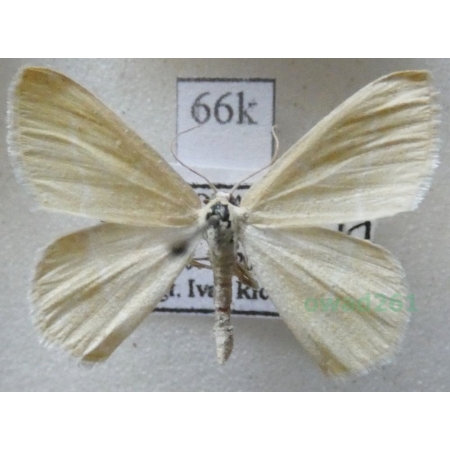 Chlorissa viridata (Linnaeus, 1758) Miernik seledyniak Slovakia66k